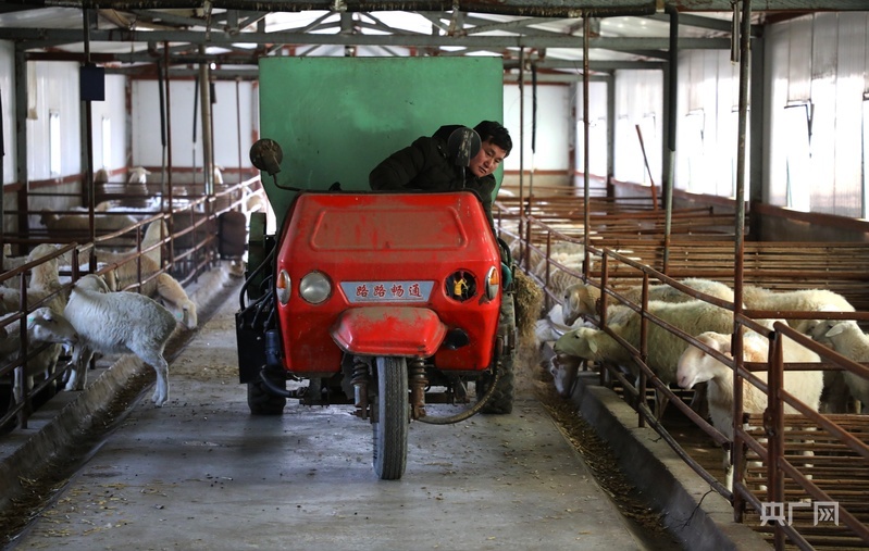 饲养员驾驶撒料机喂羊（央广网发　郭海霞　摄）