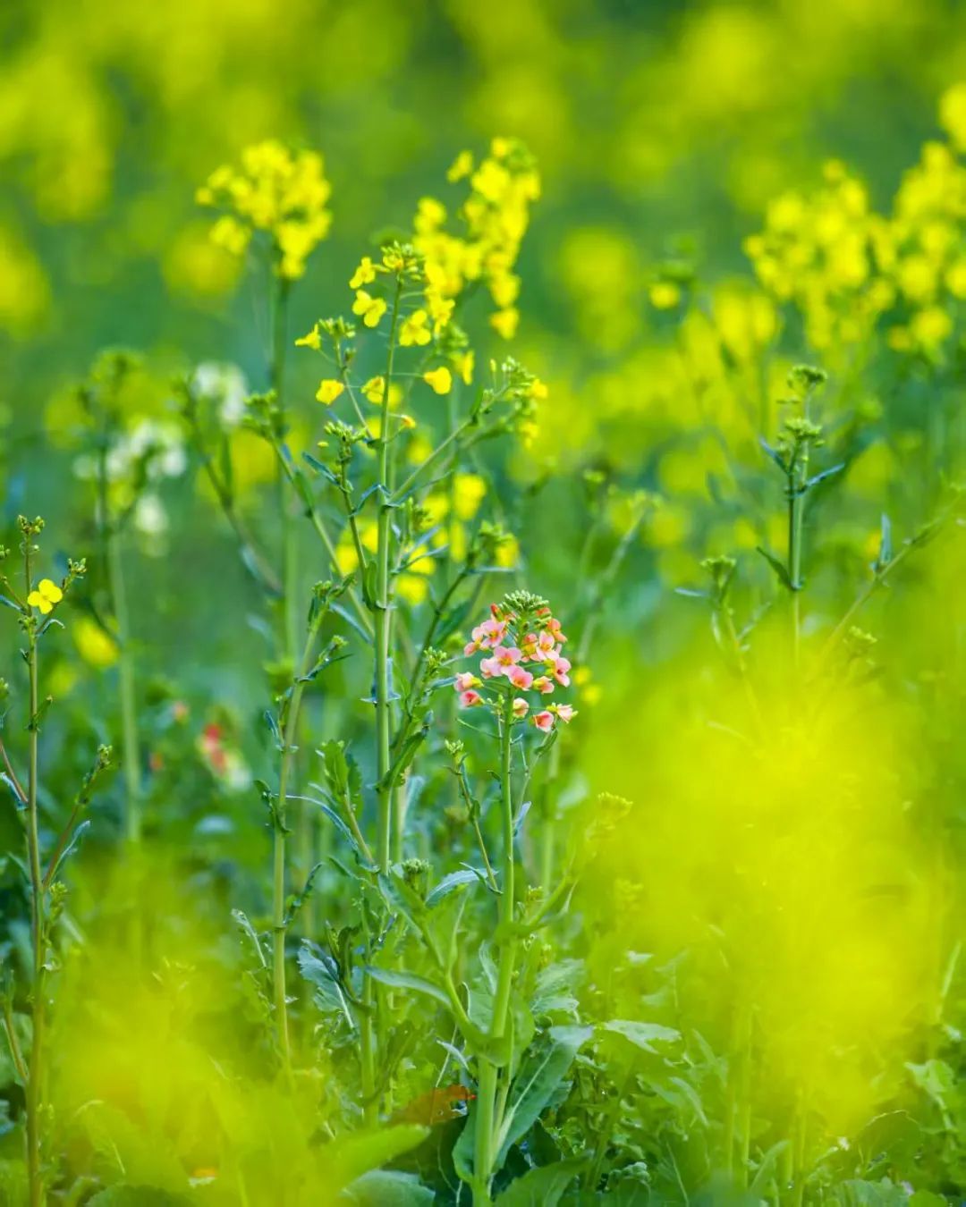 扬子洲镇三联村滩头上的七彩油菜花星星点点绽放。 (章斌 摄)