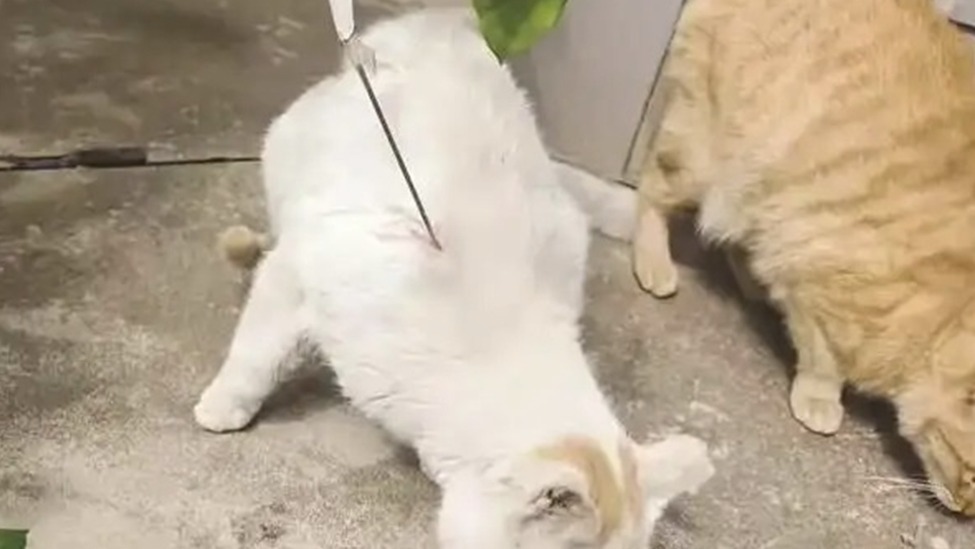 男子自制工具虐猫，厦门警方通报