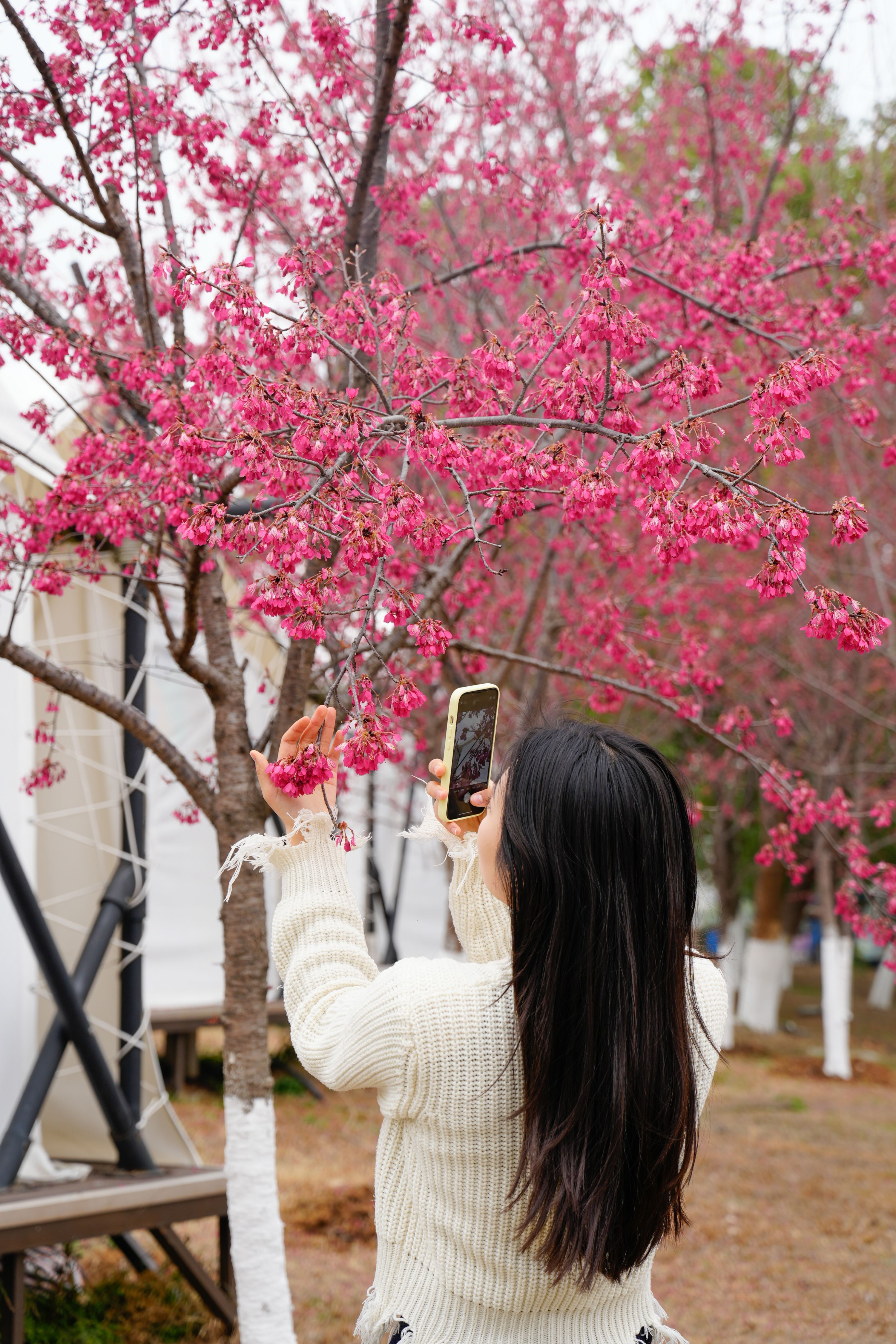 2月22日，花博汇早樱盛放。通讯员黄婷供图