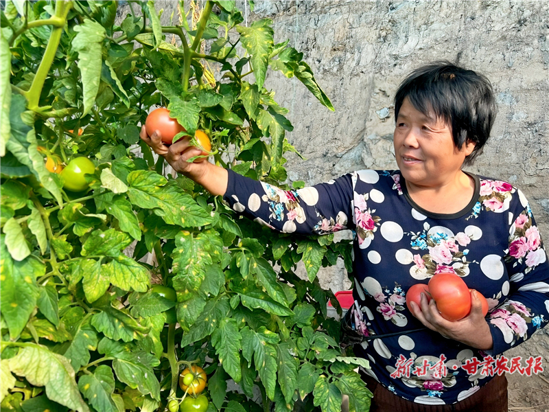 肃州区泉湖镇永久村农民喜获丰收　新甘肃&middot;甘肃农民报通讯员　陈美伊　摄