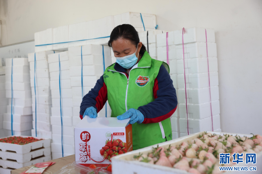 工作人员在包装草莓。新华网发 李世强 摄