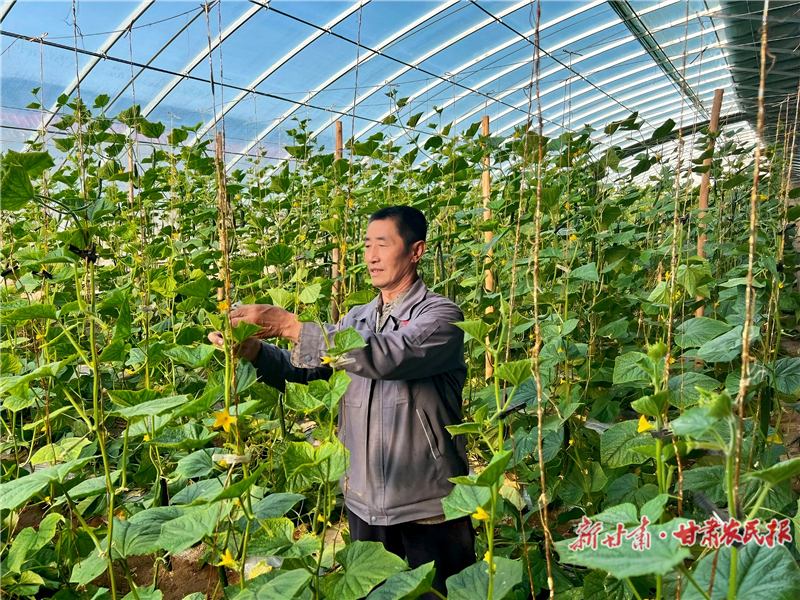 肃州区泉湖镇永久村农民喜获丰收　新甘肃&middot;甘肃农民报通讯员　陈美伊　摄
