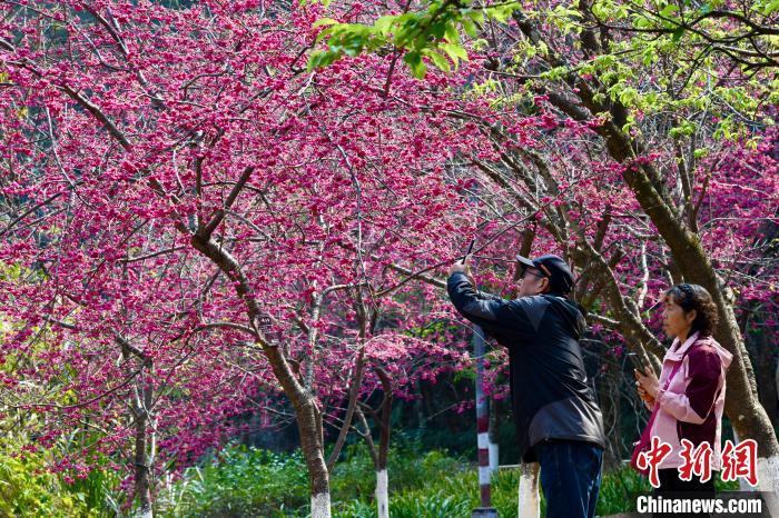 福州国家森林公园樱花绽放