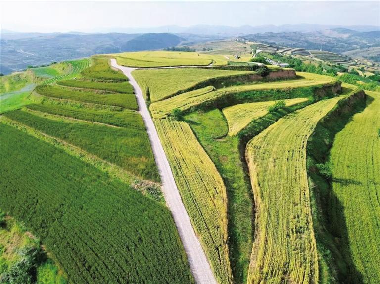 陇南礼县冬小麦种植区