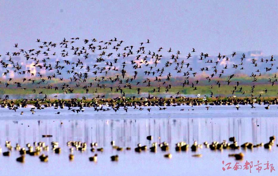 鄱阳湖候鸟起舞闹春（图）