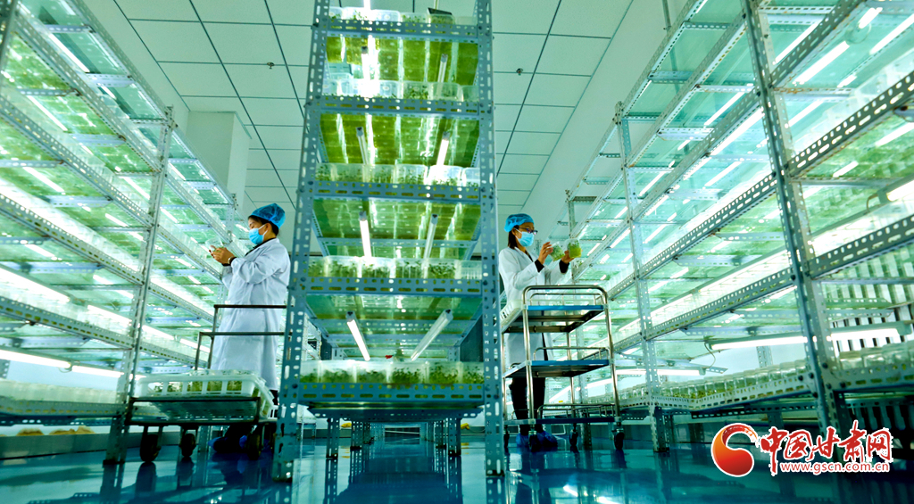 2月25日，在张掖市山丹县一种植马铃薯繁育基地内，工作人员正在进行脱毒马铃薯组培苗的扩繁、培养和移栽工作，为春耕春播大面积扩繁优质马铃薯原原种，提供优质的种苗。