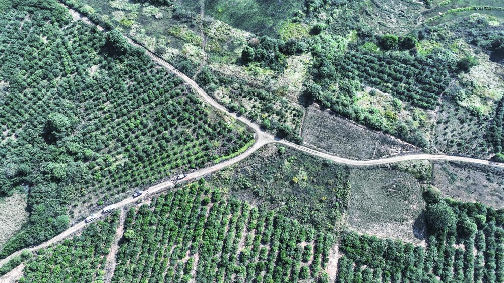 奉新县赤田镇蔡埇村油茶种植基地经过十多年的发展，由原来的几百亩扩展为现在的三千多亩，油茶树21万余株，去年采摘20多万公斤鲜果，产出山茶油2万多斤，产值达100多万元。 （邓建刚 摄）