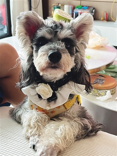 精细化养宠点燃“它经济” 宠物的小日子越过越精致