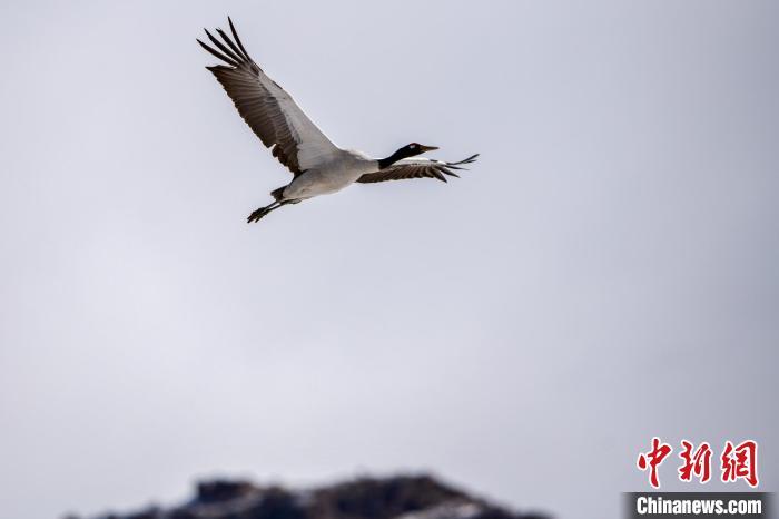 资料图为2022年2月23日,在拉萨市林周县翱翔的黑颈鹤。江飞波 摄
