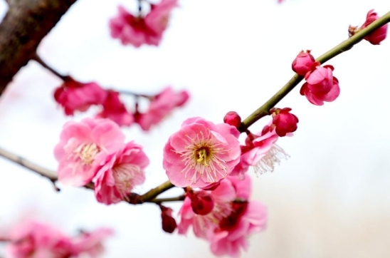 九江彭泽县：梅花迎春绽放 春日经济“花”样多