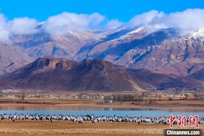 图为2月21日,在拉萨市林周县越冬的黑颈鹤群。益西旦增 摄