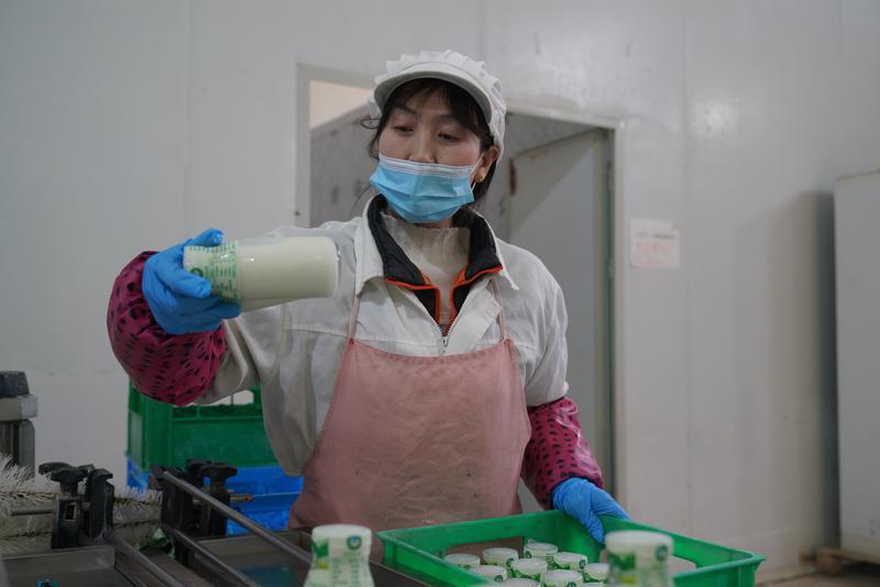 生产线上工人正在检查罐装好的鲜奶。