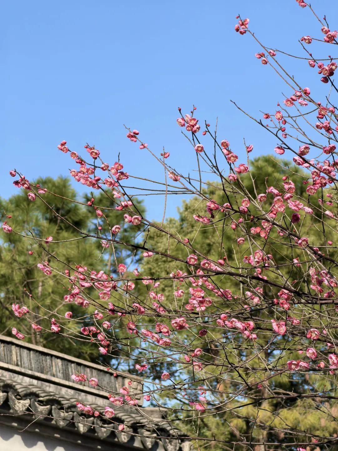 八大山人梅湖景区（郭媛媛 摄）