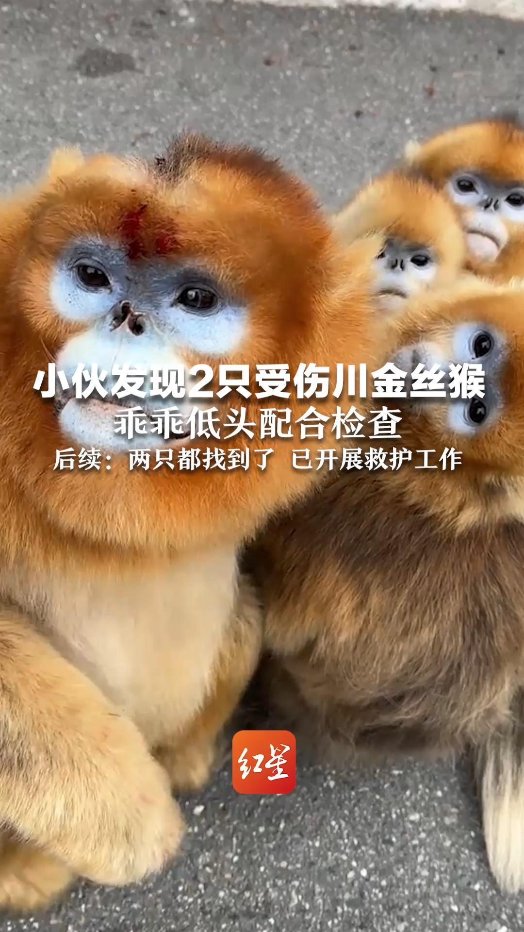 小伙发现2只受伤川金丝猴，乖乖低头配合检查 后续：两只都找到了 已开展救护工作