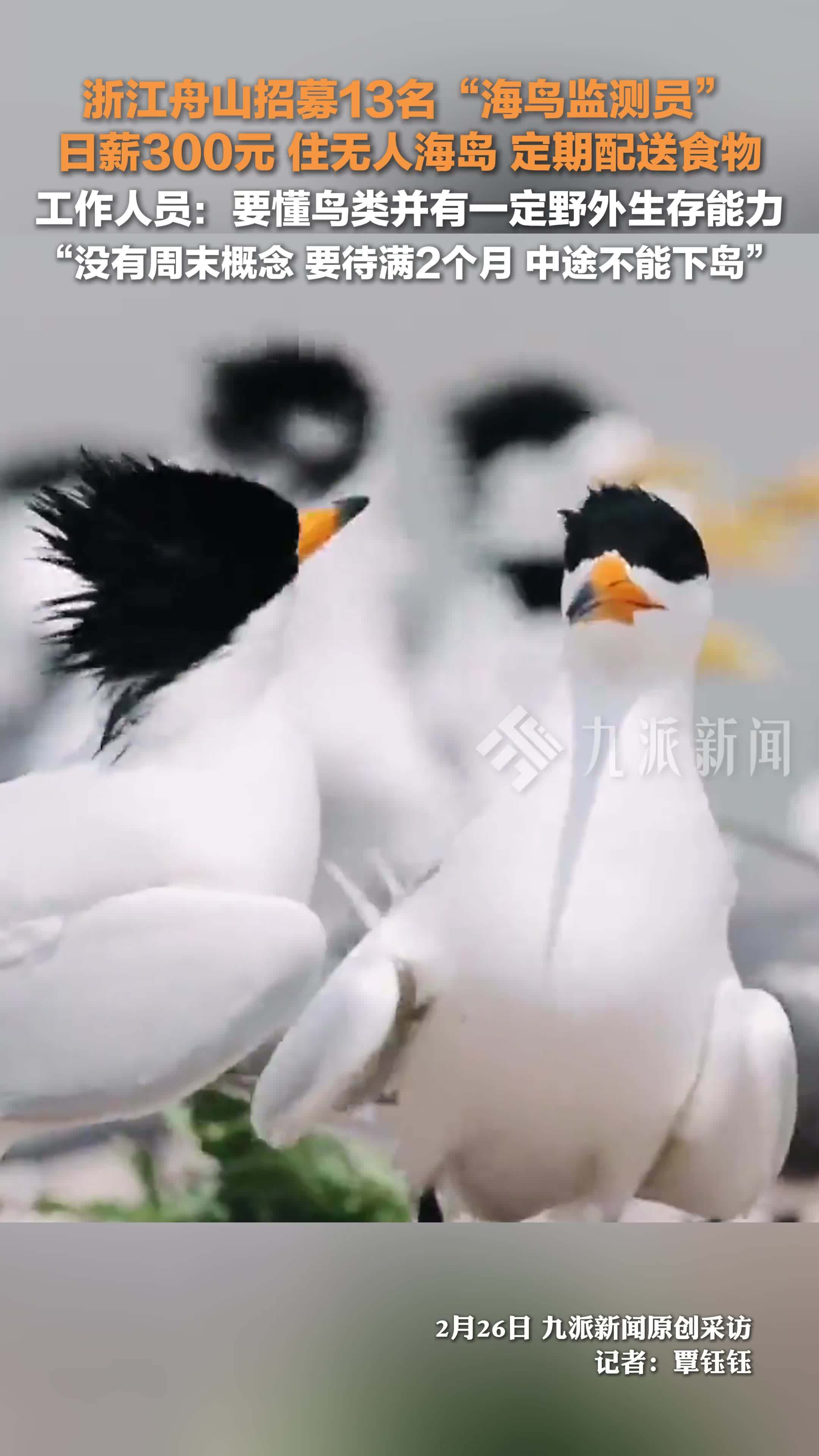 工作人员回应招募13名海鸟监测员： 要懂鸟类并有一定野外生存能力，没有周末概念