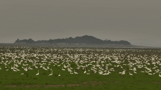 候鸟“集结”待北迁！2万多只天鹅惊艳亮相鄱阳湖