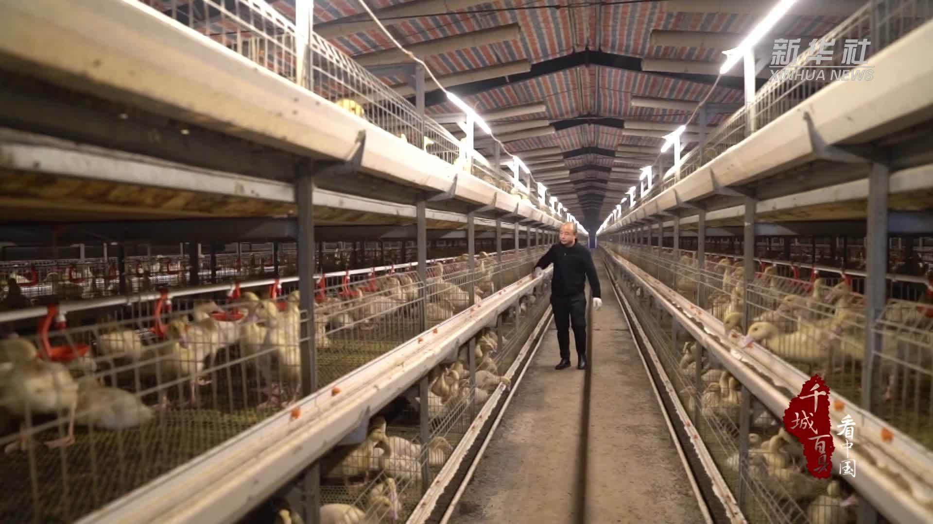 千城百县看中国｜山东成武：小肉鸭“孵”出“大产业”