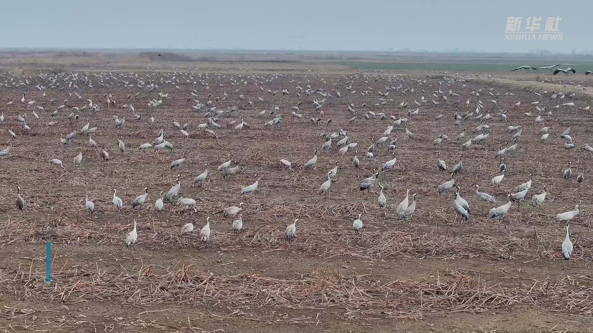山西永济：黄河滩迎来上千只北迁候鸟