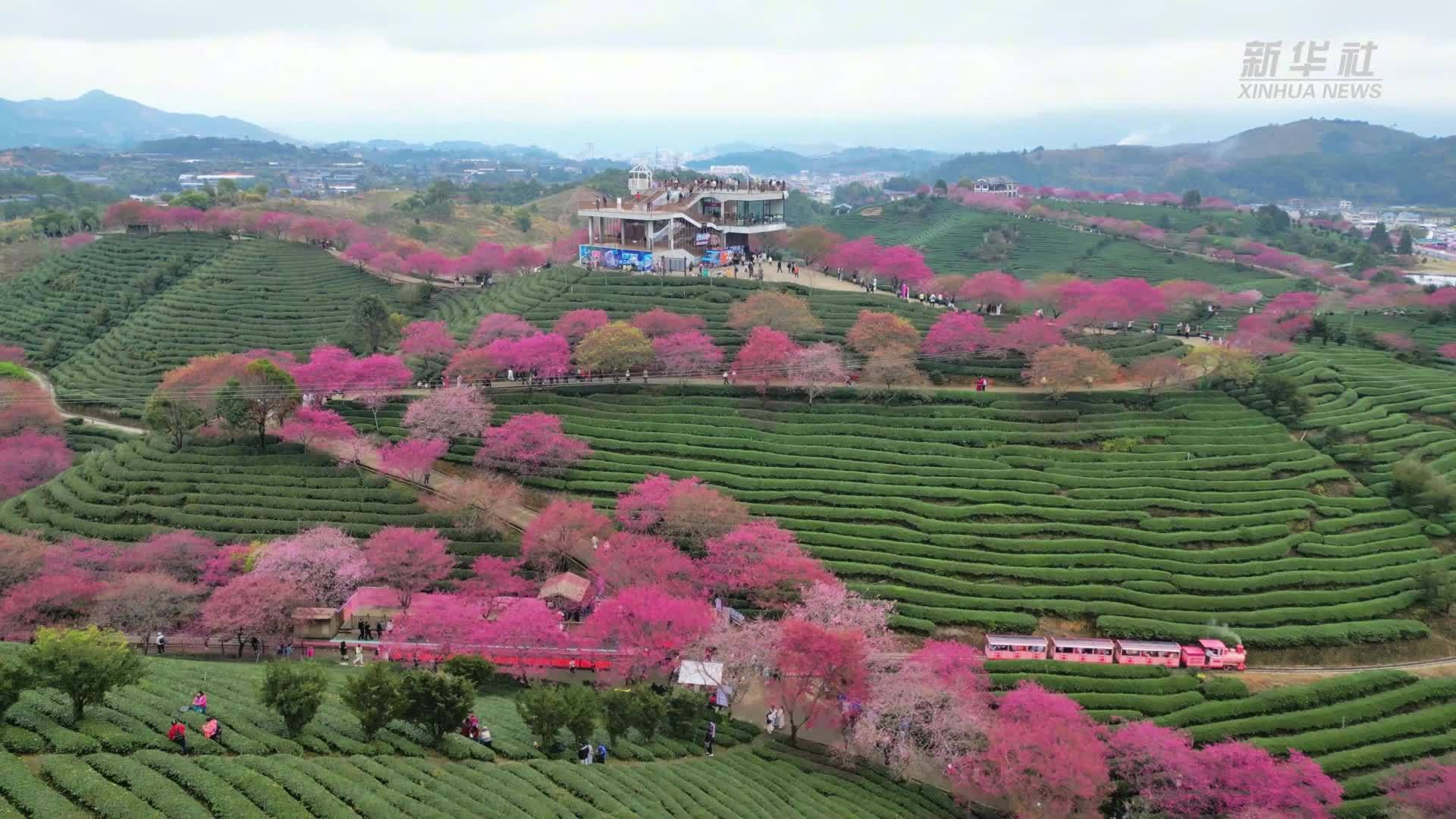 福建漳平：茶山樱花开 赏花正当时