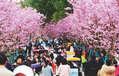 赏樱正当时 南昌凤凰沟第十八届南昌樱花节3月1日开启