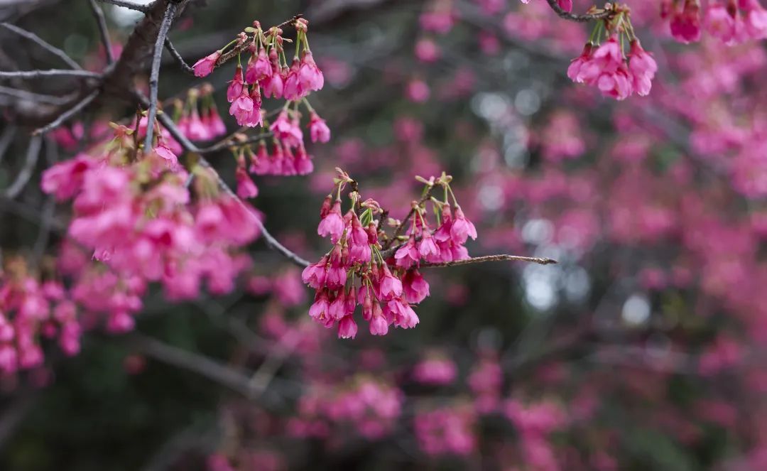 省林科院早樱盛开（郭媛媛 摄）