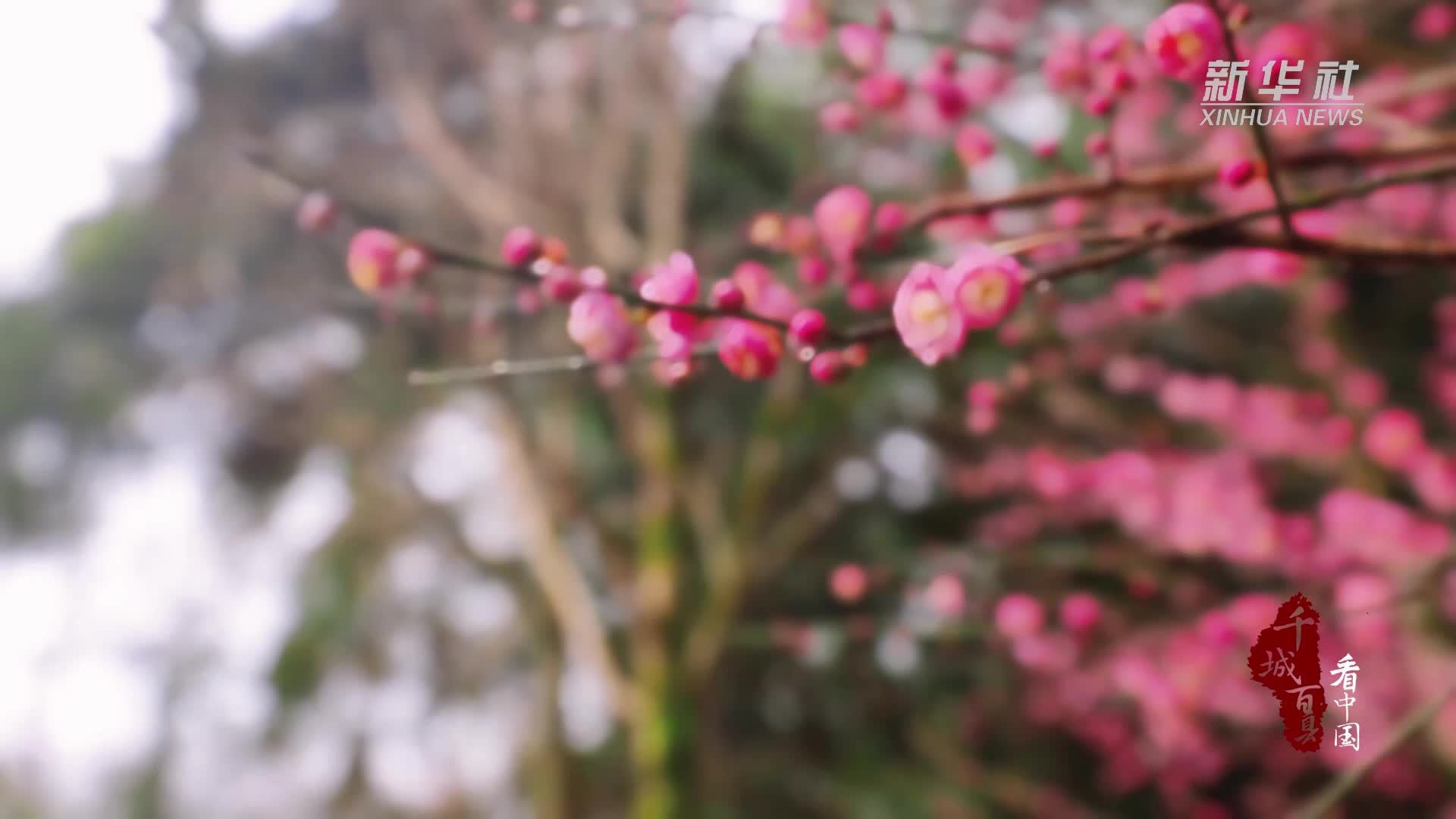 千城百县看中国｜福建邵武：春潮