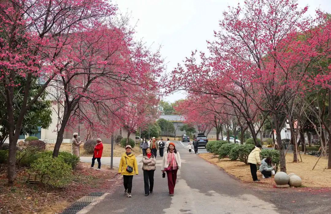省林科院早樱盛开，游客漫步在樱花树下。 （郭媛媛 摄）