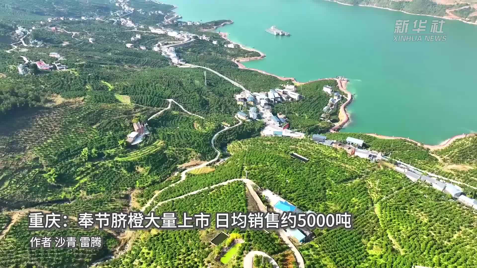 重庆：奉节脐橙大量上市 日均销售约5000吨