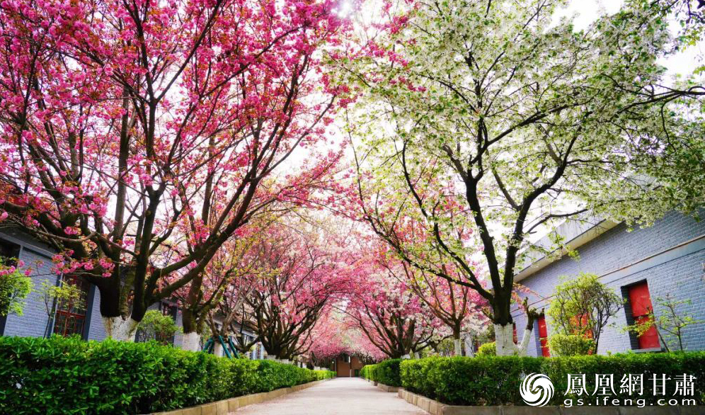 每年樱花盛开季，藏在国家4A级旅游景区里的酒厂美不胜收。金徽酒股份有限公司供图