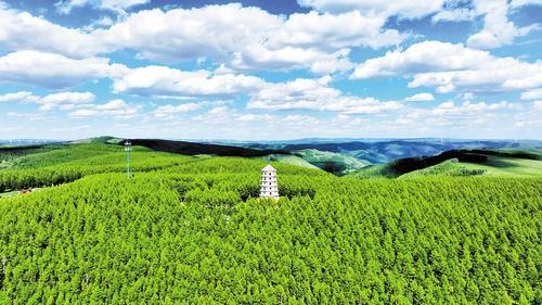 2024年8月2日拍摄的塞罕坝机械林场。（本报资料片）王龙摄