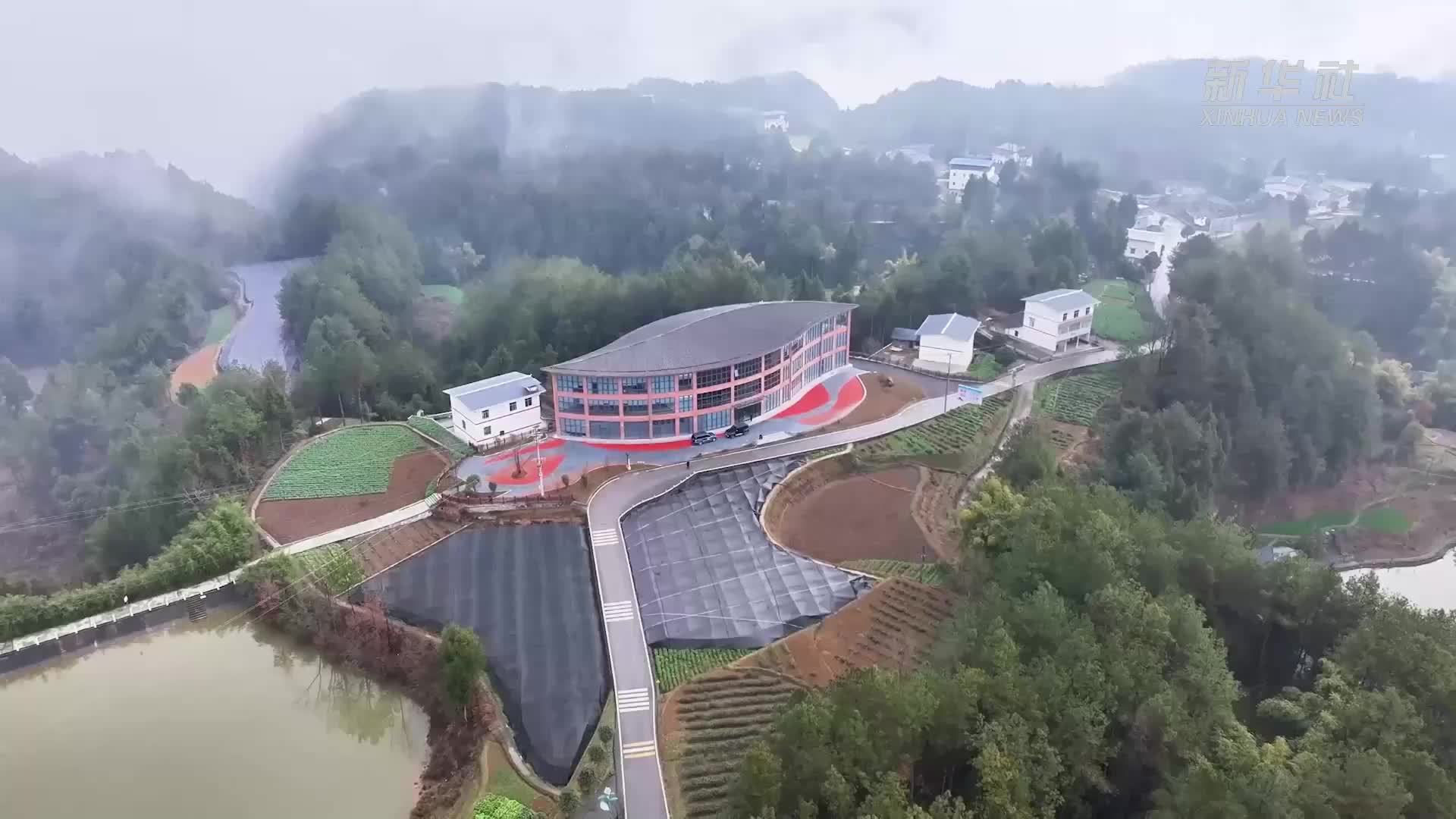 四川旺苍：数字科技助力茶产业发展提质增效