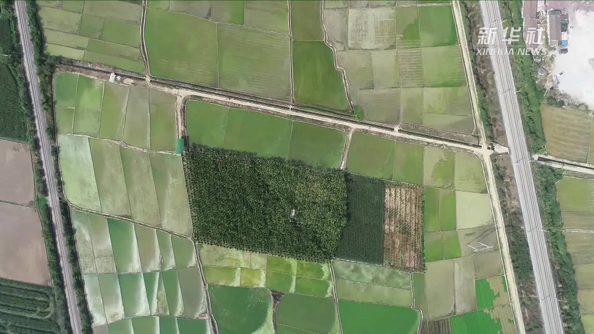 海南东方：打造南繁制种产业高地