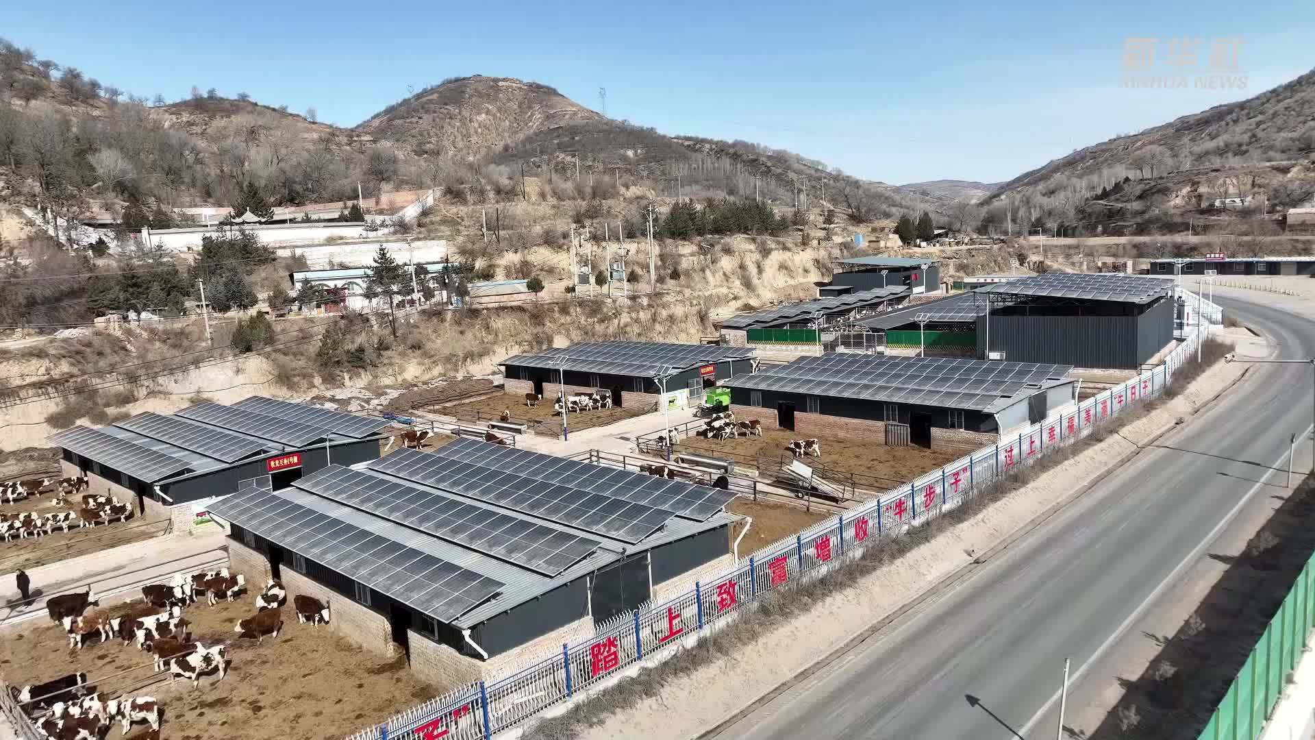 陕西吴起：牛产业让日子更“牛”