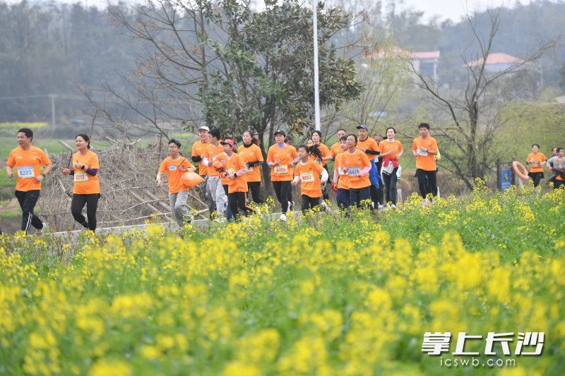 2024年长沙市第二届乡村欢乐跑暨四季花海跑（茶亭站）举行，900名参赛选手奔跑在“春天里”。长沙晚报全媒体记者 王志伟摄