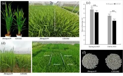 缩短5天左右！江西创制出特早熟早稻新种质