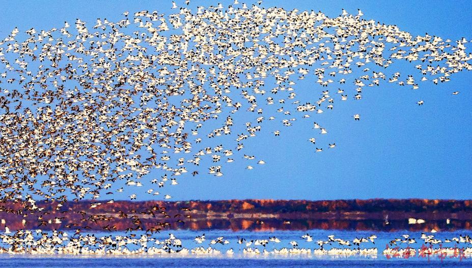 鄱阳湖候鸟起舞闹春（图）