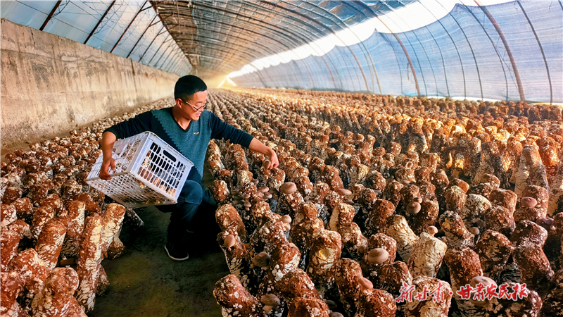 西洞镇食用菌基地农户忙着收获　图片由西洞镇人民政府提供