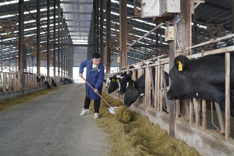 阮谨正在给奶牛添饲料。