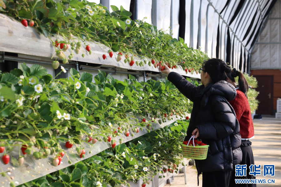 游客在采摘草莓。新华网发 李世强 摄