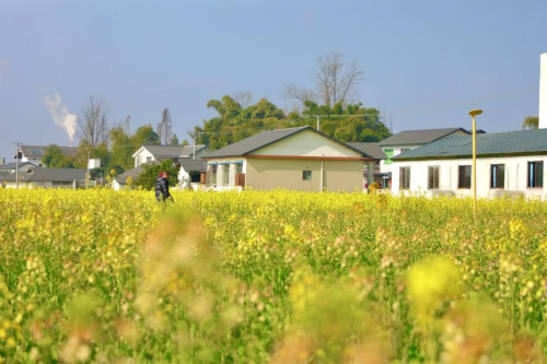 （油菜花海 唐沁潇/图）