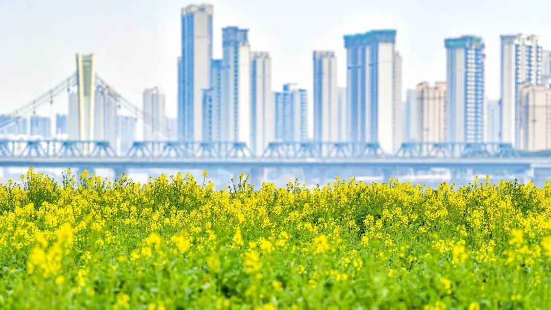 南昌市东湖区扬子洲镇部分油菜花已悄然绽放。(章斌 摄)