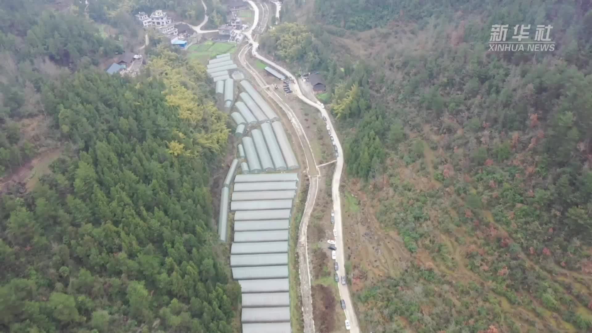 贵州思南：加紧开展育苗工作 推动红薯产业提质增效_凤凰网视频_凤凰网