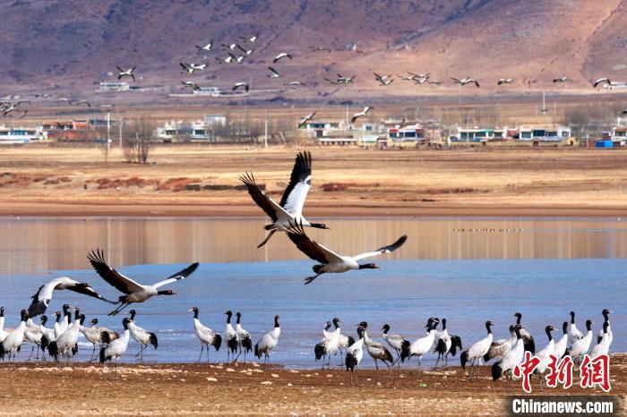 图为2月20日,在拉萨市林周县越冬的高原黑颈鹤。益西旦增 摄