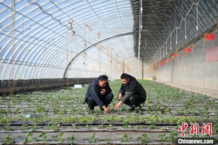 2月18日，在中国—以色列（酒泉）绿色生态产业园内的戈壁温室，农技东说念主员不雅察果蔬苗孕育情况。中新社记者　李亚龙　摄