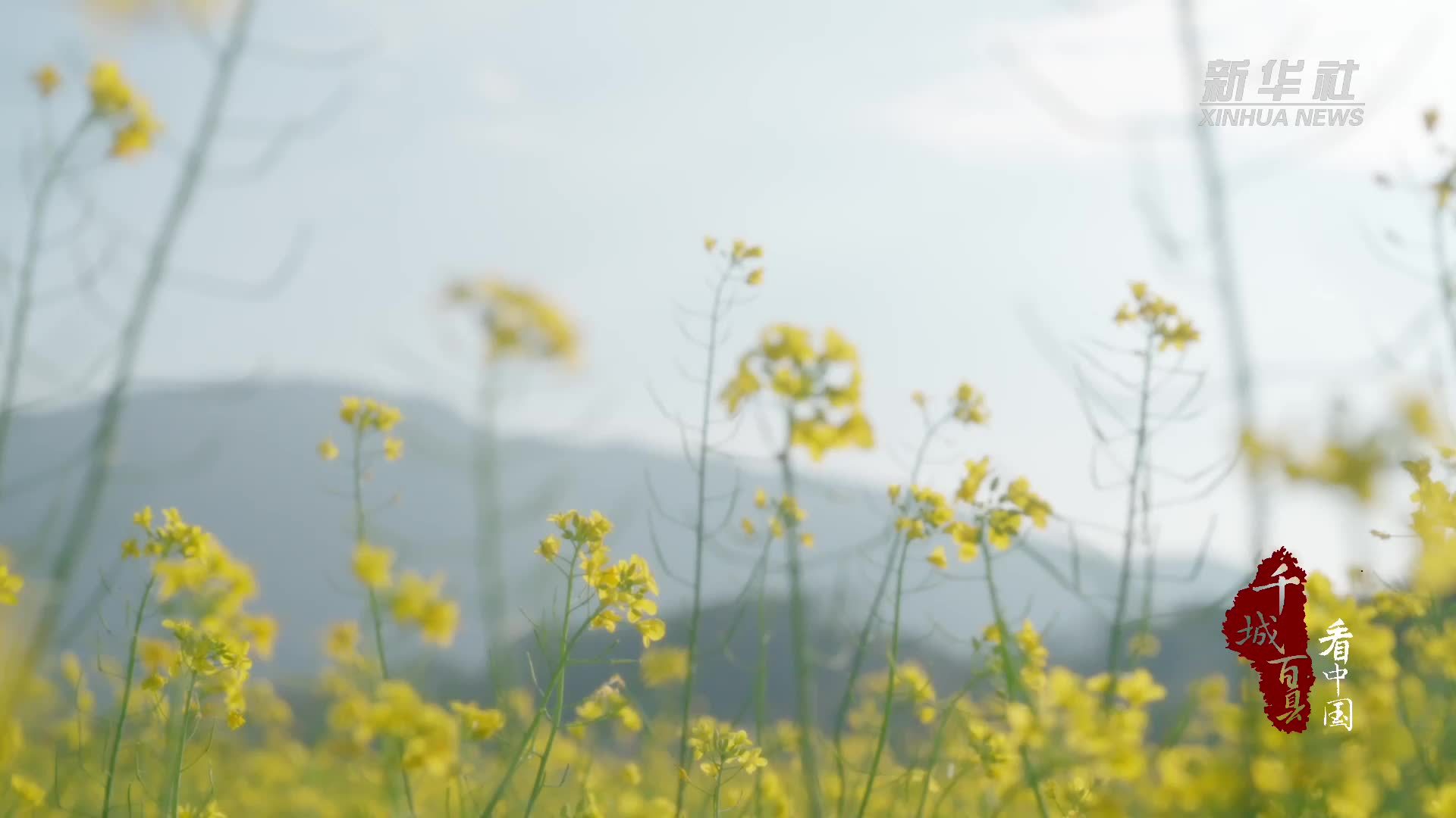 千城百县看中国｜福建长泰：风吹金黄 油菜花开