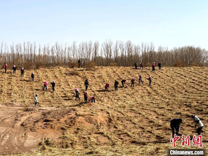 图为甘肃省武威市民勤县四方墩生态林基地,大学生志愿者治沙造林现场。马爱彬 摄