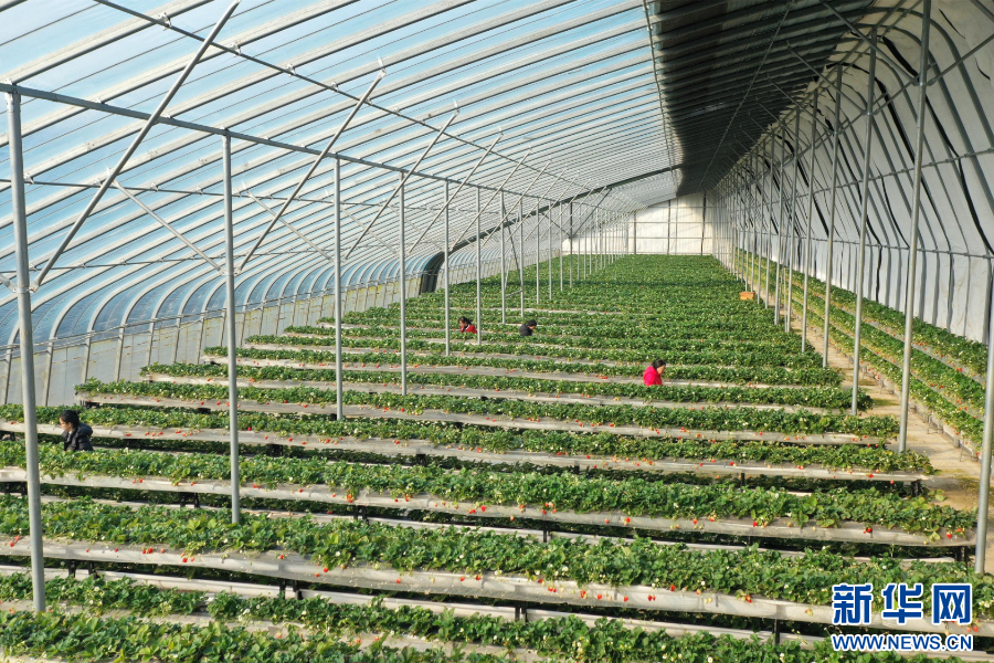 草莓采摘园里一派丰收景象。新华网发 李世强 摄