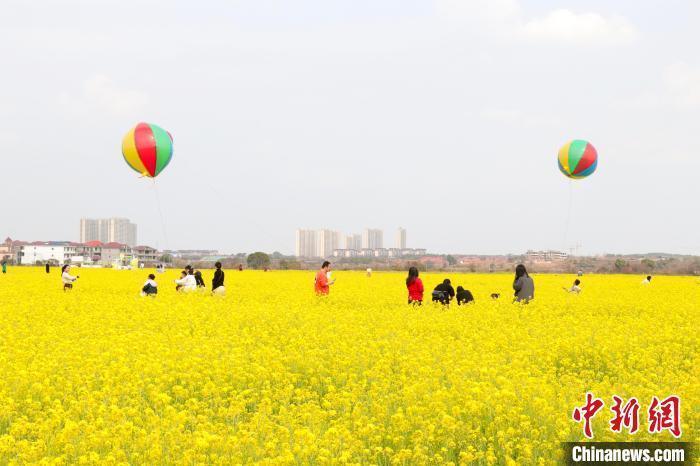 江西南昌千亩油菜花盛开民众畅游花海享春光