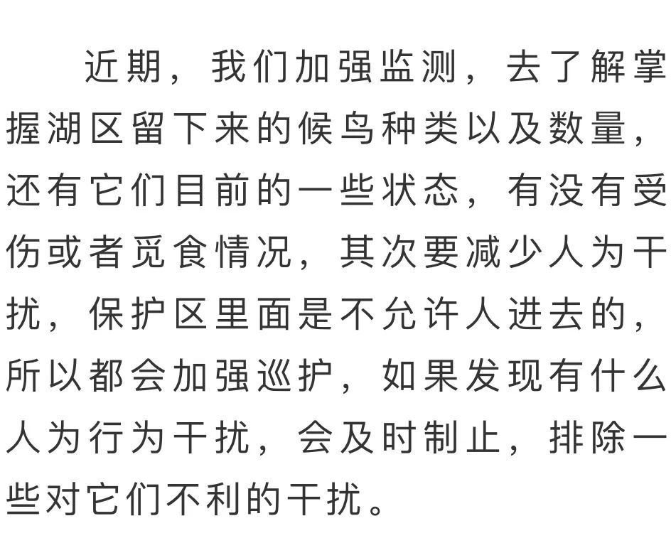 候鸟“集结”待北迁！2万多只天鹅惊艳亮相鄱阳湖